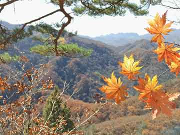 解读未来视界，最新排片表预测与全面评测（2024年12月10日）
